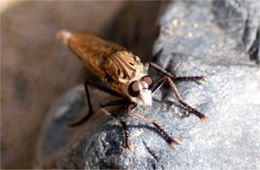 Asilidae - Robber Fly