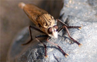 Asilidae - Robber Fly