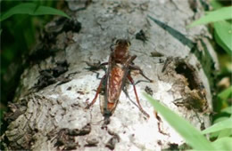 Robber Fly