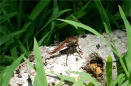 Robber Fly