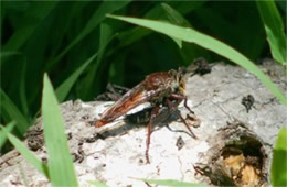 Robber Fly