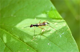 Rainieria antennaepes - Stilt-legged Fly