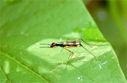 Rainieria antennaepes - Stilt-legged Fly