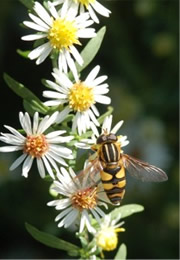 bee mimic syrphid fly