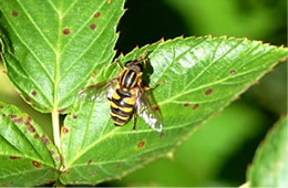 syrphid fly