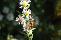 syrphid fly bee mimic 