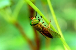 Diachlorus ferrugatus - Yellow Fly of the Dismal Swamp