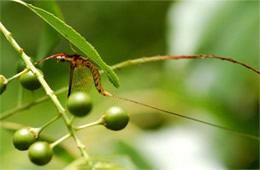 mayfly