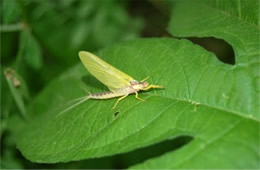 mayfly