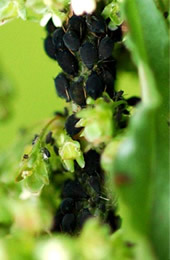 aphids