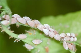 aphids