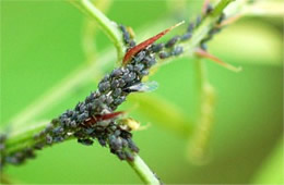 aphids