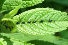 aphids