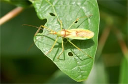 Zelus luridus - Assassin Bug