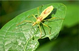 Zelus luridus - Assassin Bug