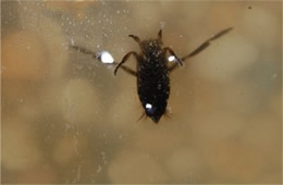 Notonecta irrorata - Backswimmer