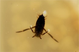 Notonecta irrorata - Backswimmer