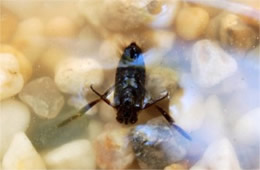 Notonecta irrorata - Backswimmer