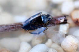 Notonecta irrorata - Backswimmer