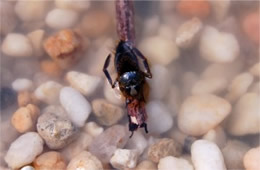 Notonecta irrorata - Backswimmer