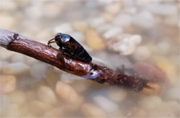 Notonecta irrorata - Backswimmer