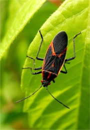 Boisea trivittata - Eastern Boxelder Bug