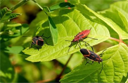 Boisea trivittata - Eastern Boxelder Bug and Nymph