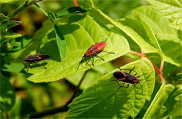 Boisea trivittata - Eastern Boxelder Bug and Nymph