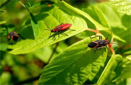 Boisea trivittata - Eastern Boxelder Bug and Nymph