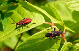 Boisea trivittata - Eastern Boxelder Bug and Nymph