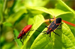 Boisea trivittata - Eastern Boxelder Bug and Nymph