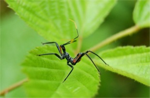 Arilus cristatus - Wheel Bug Nymph