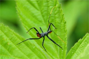 Arilus cristatus - Wheel Bug Nymph