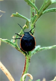 Bug Nymph