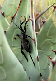 Bug on Agave