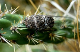 Cicada on Cactus