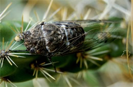 Cicada on Cactus