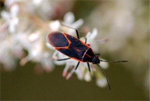 Boisea trivittata - Eastern Boxelder Bug