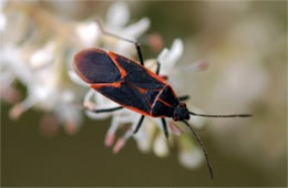 Boisea trivittata - Eastern Boxelder Bug