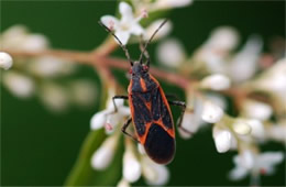 Boisea trivittata - Eastern Boxelder Bug