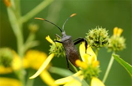 leaffooted bug