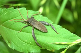 leaffooted bug