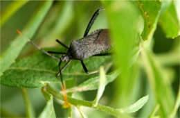 leaffooted bug