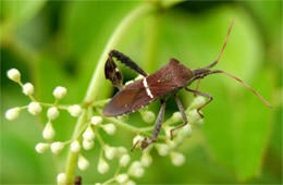 Leptoglossus phyllopus - Leaffooted Bug