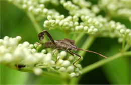 Leptoglossus phyllopus - Leaffooted Bug