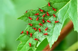 leaffooted bug nymphs