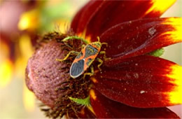 milkweed bug