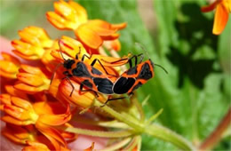 bugs mating