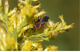 milkweed bug