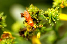 orange assassin bug